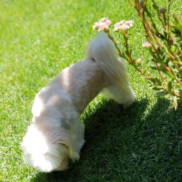 ๐SadieSophia ๐  ... ๐ซ Shop With Us! - Picture 4 of 6